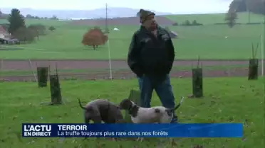 Les truffes toujours plus rares dans nos forêts