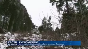 Projet de biodiversité en forêt Gastlosen-Stillwasserwald