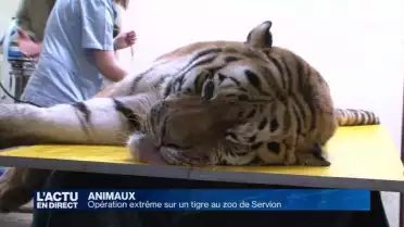 Opération extrême pour un tigre au zoo de Servion