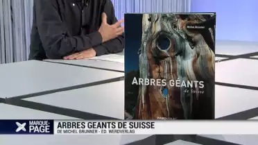 Arbres géants de Suisse