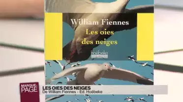 Les oies des neiges