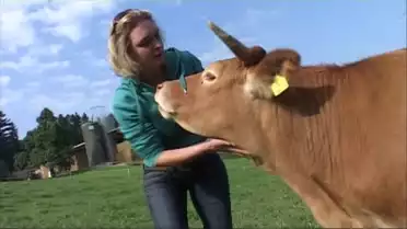 Veau, vache, cochon, couvée