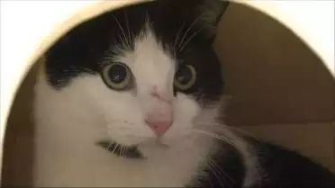 Visite du refuge de la SPA Bienne-Seeland-Jura bernois