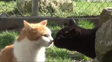 Refuge de la ligue vaudoise pour la défense des animaux.