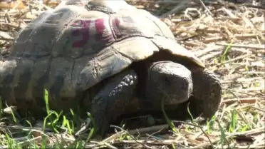 Visite du Centre de protection des tortues