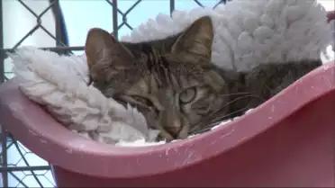 La Ligue valaisanne pour la protection des animaux