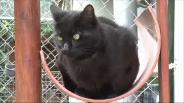 Visite du refuge de SOS Chats