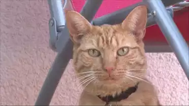 Visite des Chats du Robinson