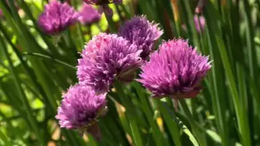 La culture des plantes médicinales et aromatiques