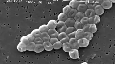 Bactéries résistantes les phages en renfort