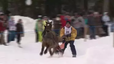 Une courses de chevaux, oui mais sur la neige !