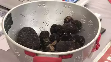 Marché aux truffes suisses à Denens