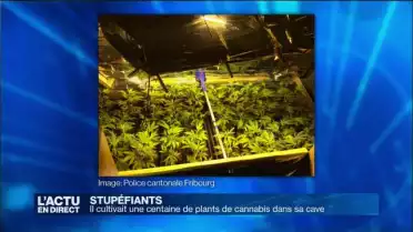 Il cultivait une centaine de plants de cannabis dans sa cave