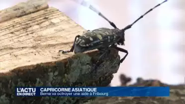 Capricorne asiatique