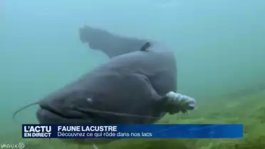 Faune lacustre, découvrez ce qui rôde dans nos lacs