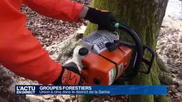 Projet "Forêts - Sarine": cinq entités forestières souhaitent se regrouper