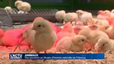 Les poussins du Musée d'histoire naturelle font le printemps