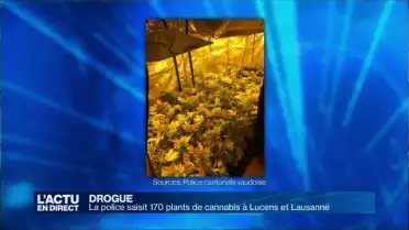 170 plants de cannabis saisis dans deux appartements