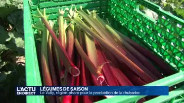 La récolte de la rhubarbe a débuté