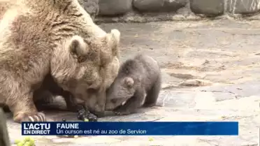 Un ourson de Syrie est né au zoo de Servion