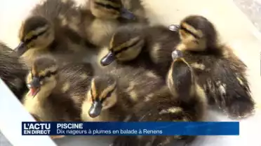 Des canards dans la piscine de Renens