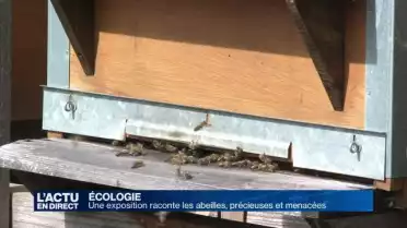 Une exposition qui raconte l&#039;importance des abeilles
