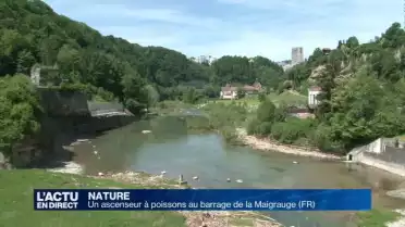 Découverte de l&#039;ascenseur à poissons de la Maigrauge