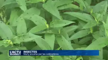 Marly envahie par les coléoptères