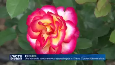 Un roseraie vaudoise séduit sur le plan international