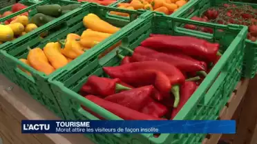 Plongée au coeur d&#039;une serre à Chiètres