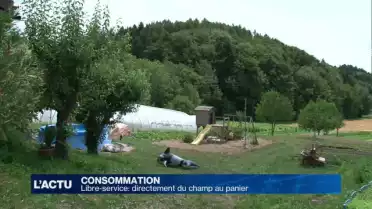 Libre-service: directement du champ au panier