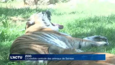 Coup de chaud au zoo