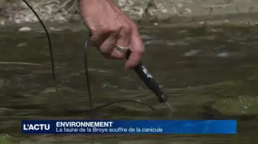 Les poissons de la Broye souffrent de la canicule