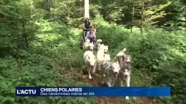 Randonnées estivales avec des chiens polaires