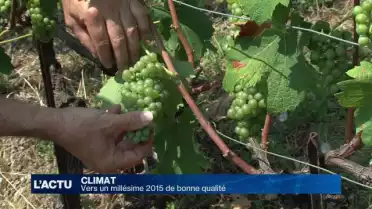 Vers un millésime 2015 de qualité