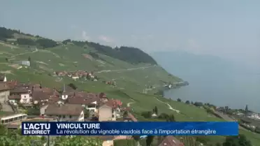 En 25 ans, la production de vins vaudois a diminué de moitié