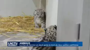 Les deux bébés panthères du Zoo de Servion sont morts