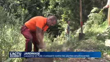 Lausanne et Pully ensemble contre les plantes envahissantes