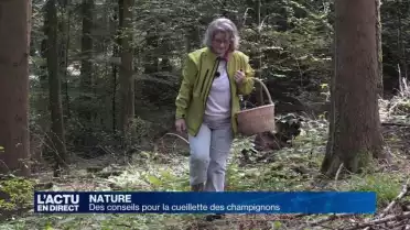 Les règles d&#039;or pour la cueillette des champignons