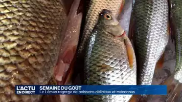 A la découverte des délices poissonneux et méconnus du Léman