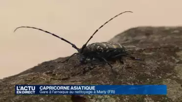 Capricorne asiatique: gare à l'arnaque au nettoyage
