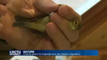 Une bague à la patte des oiseaux migrateurs