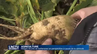 Les betteraves à sucre ont souffert de la canicule