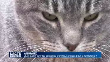 Avenir incertain pour 1800 animaux de laboratoire