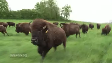 Adieu les vaches! Des paysans optent pour un nouveau bétail.