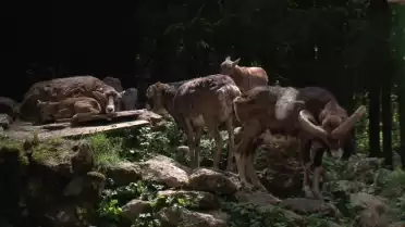Il était une fois au zoo de Servion