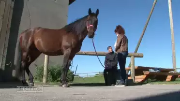 Au coeur de l&#039;âme animale