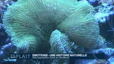 Immersion au cœur des émotions