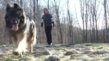 Découvrez la race Cavaliers King Charles