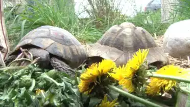 Des tortues à adopter